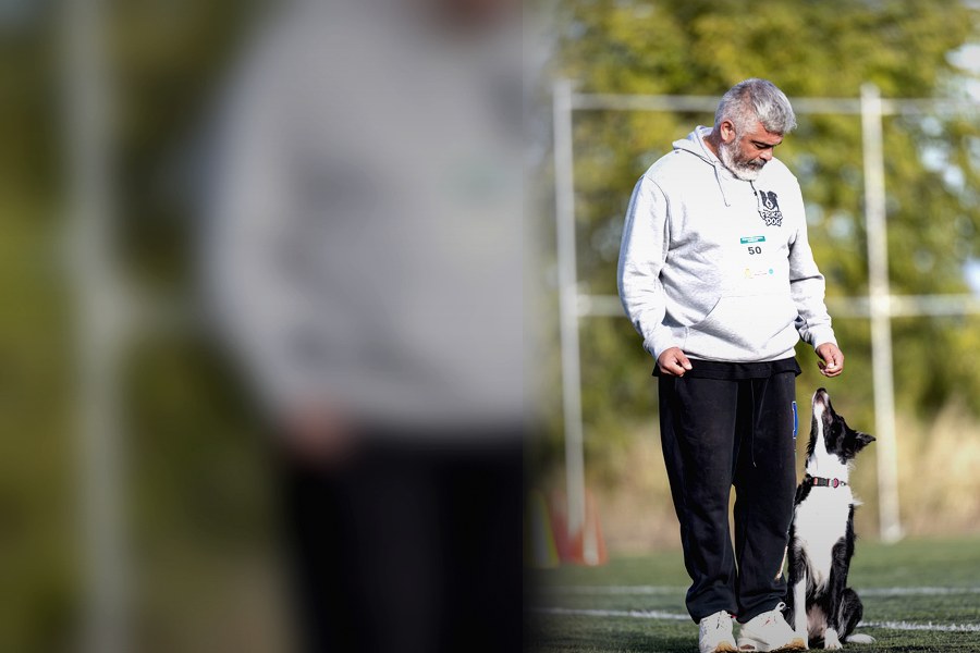 Perro en deporte canino